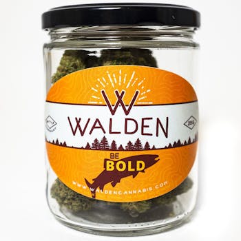 Walden Flower Jack 47